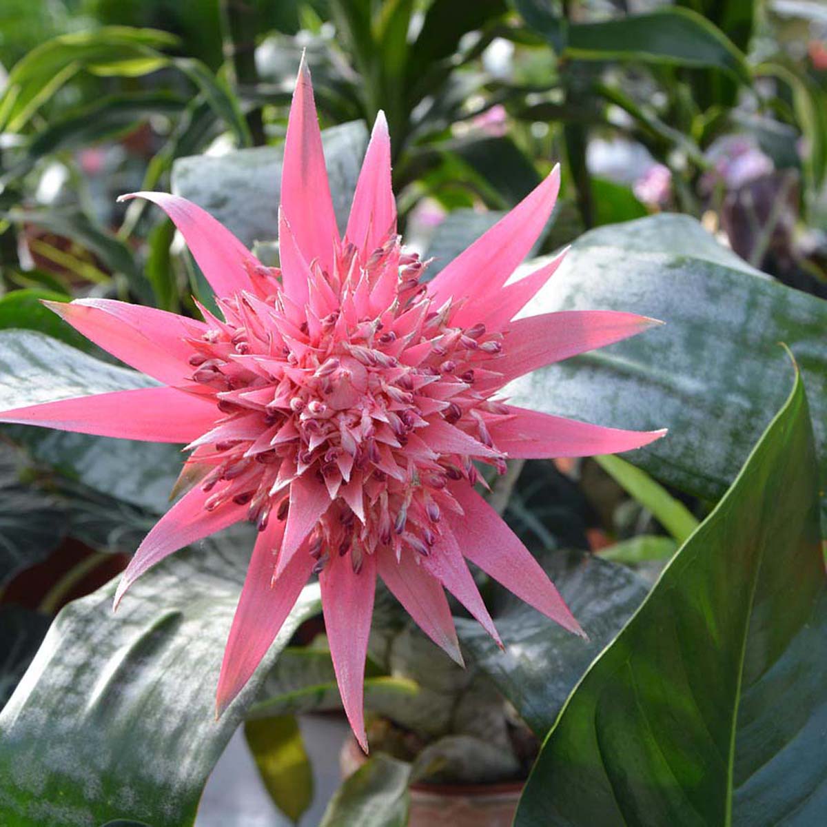 Aechmea fasciata