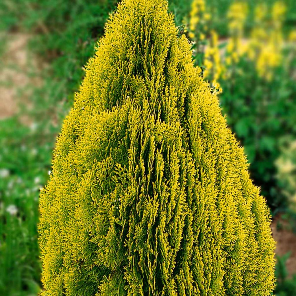 Thuja Occidentalis Viridea