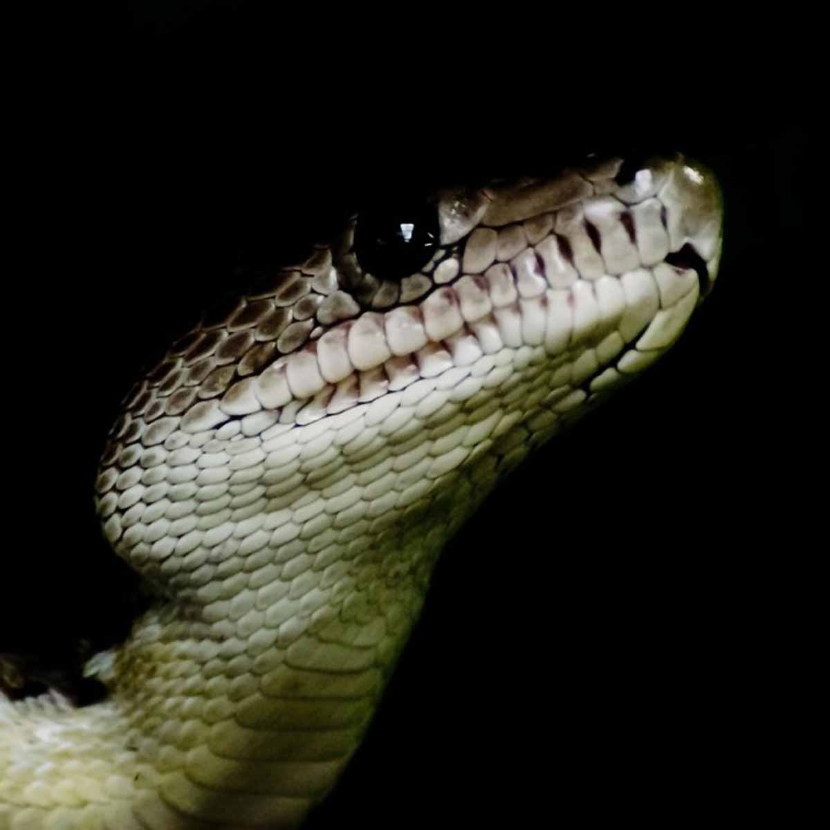 Il boa smeraldino (Corallus caninus)