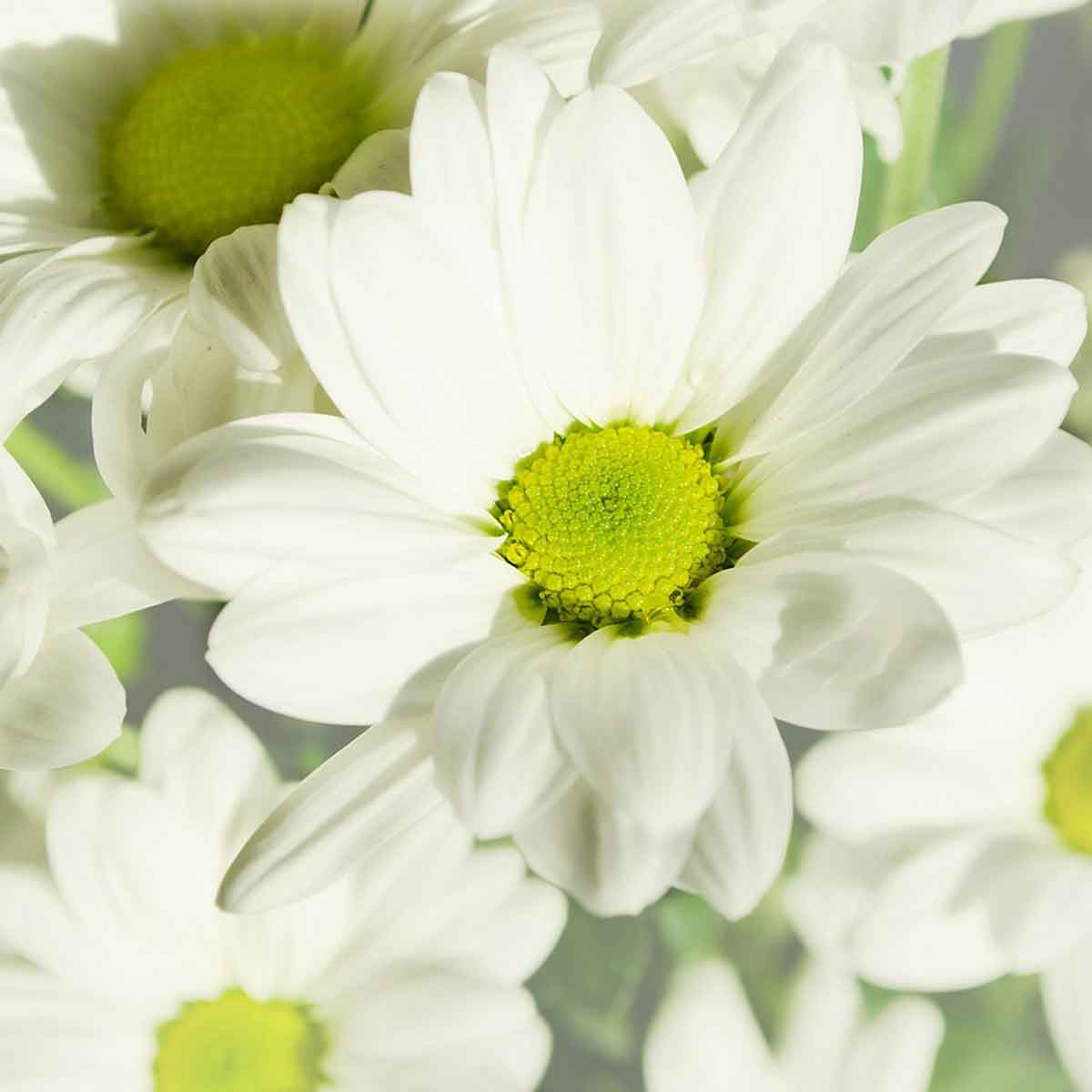 Leucanthemum (Margherita) in varietà