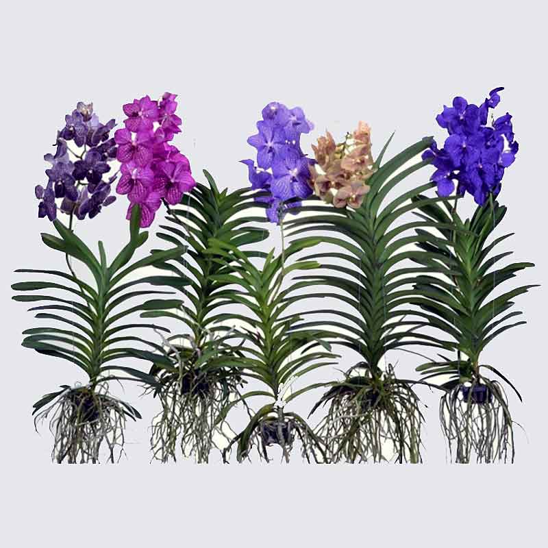 Orchiedea Vanda da appendere