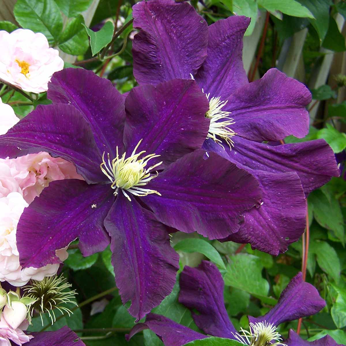 Clematis in varietà