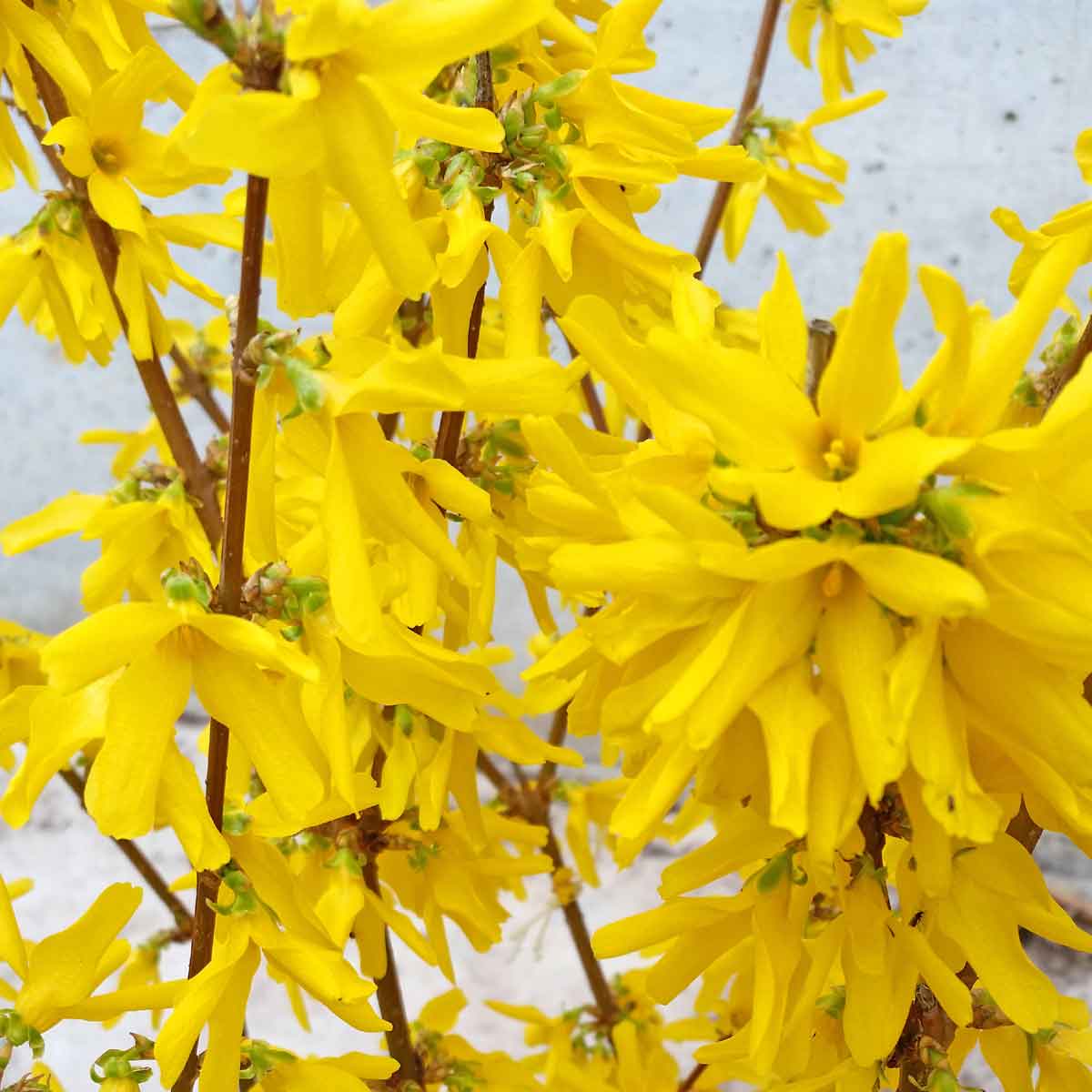 Forsythia in varietà