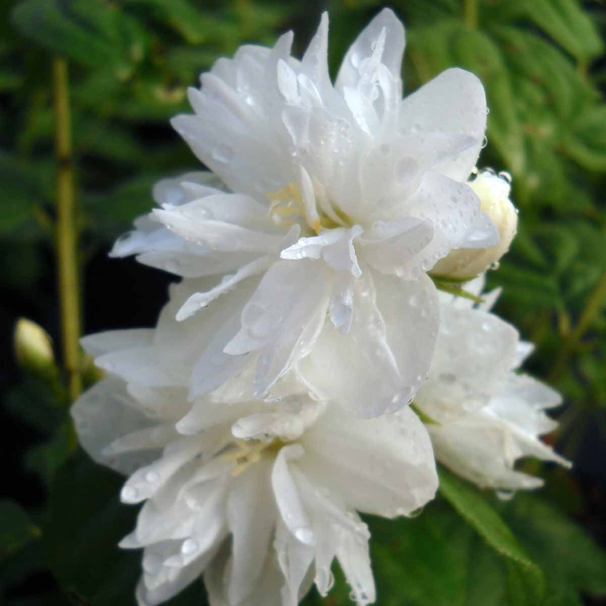 Philadelphus in varietà