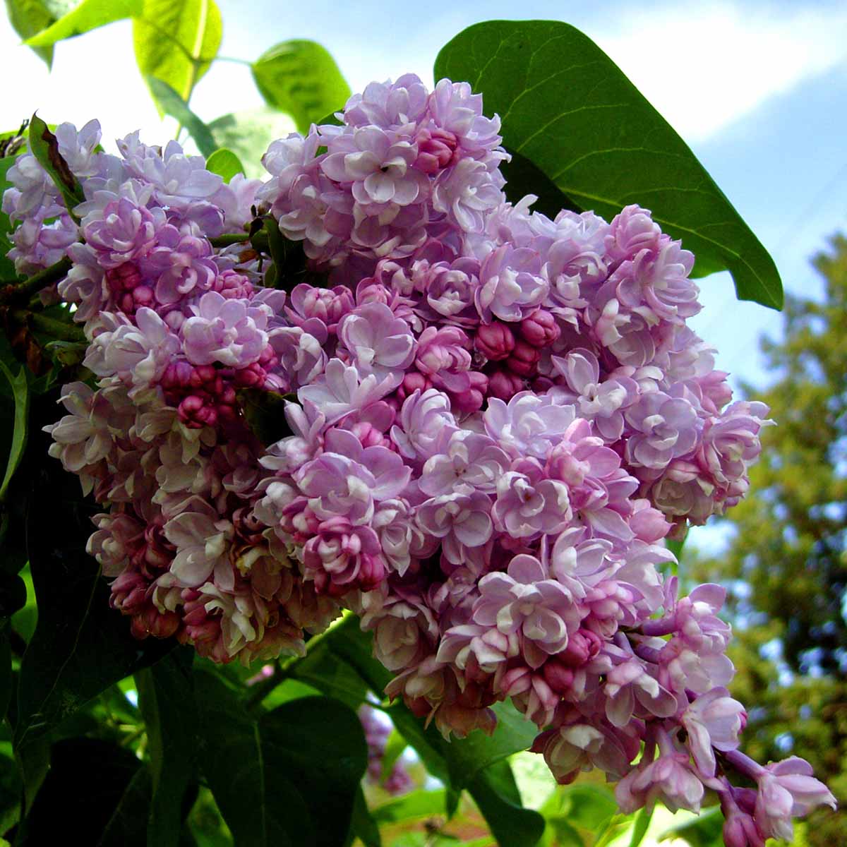 Syringa in varietà