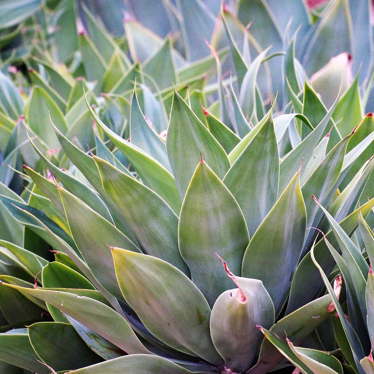 Agave in varietà