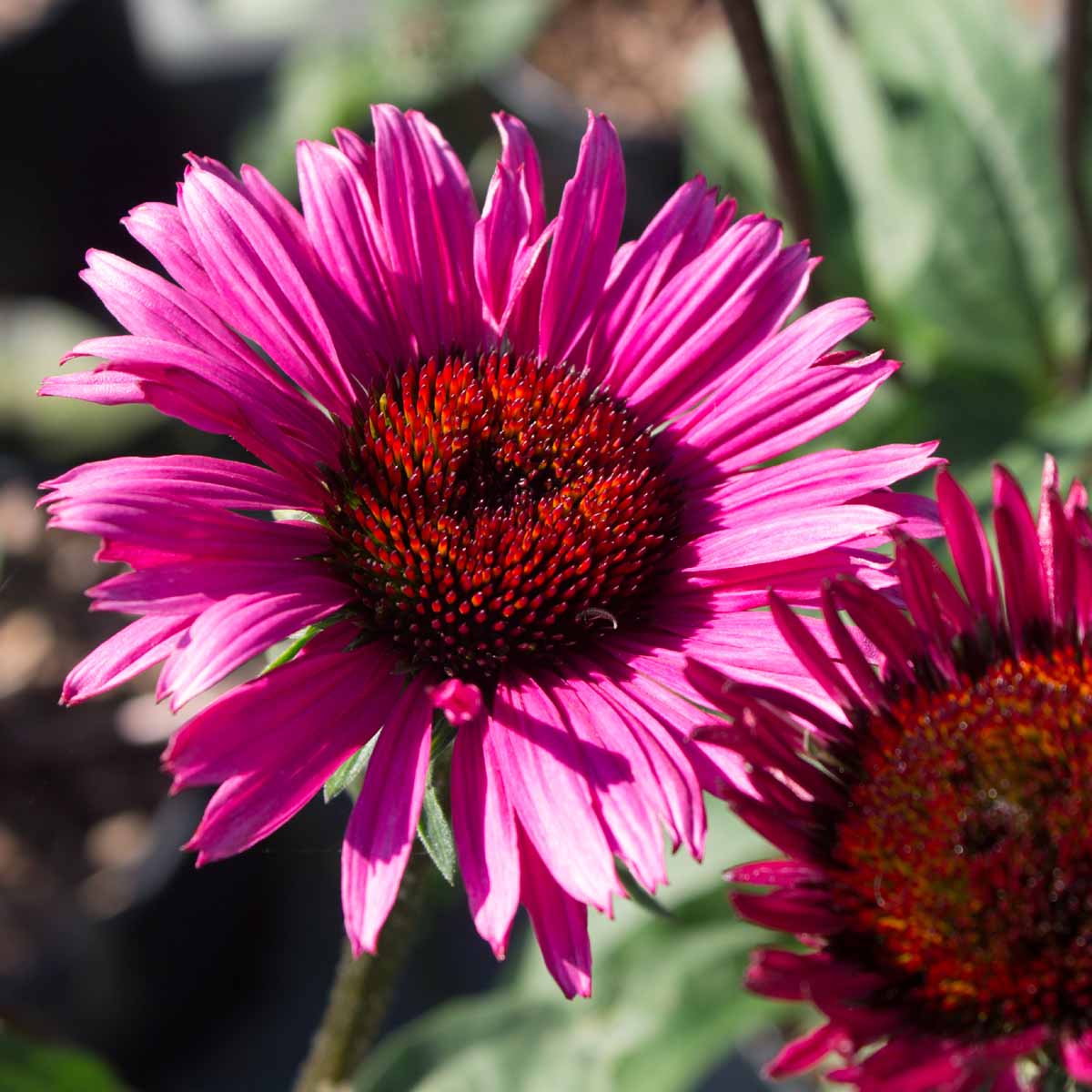 Echinacea in varietà