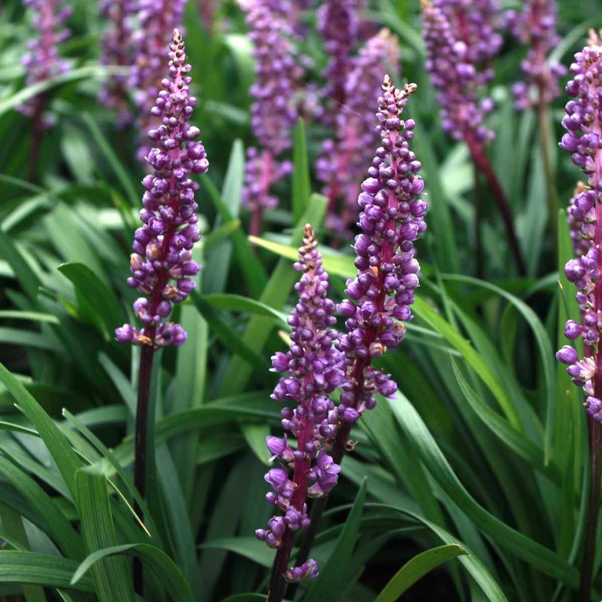 Liriope muscari in varietà