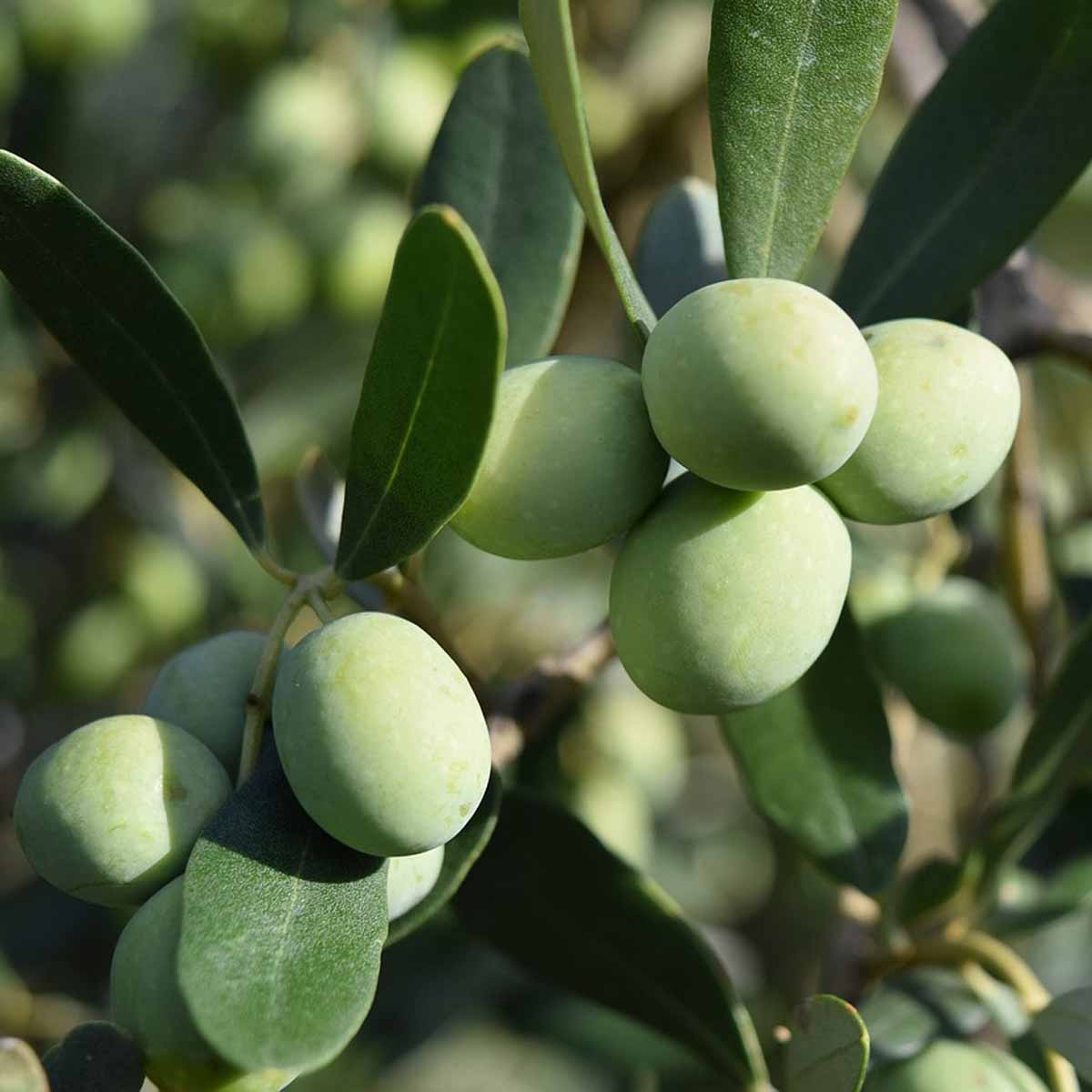 Olivo (Olea Europea)