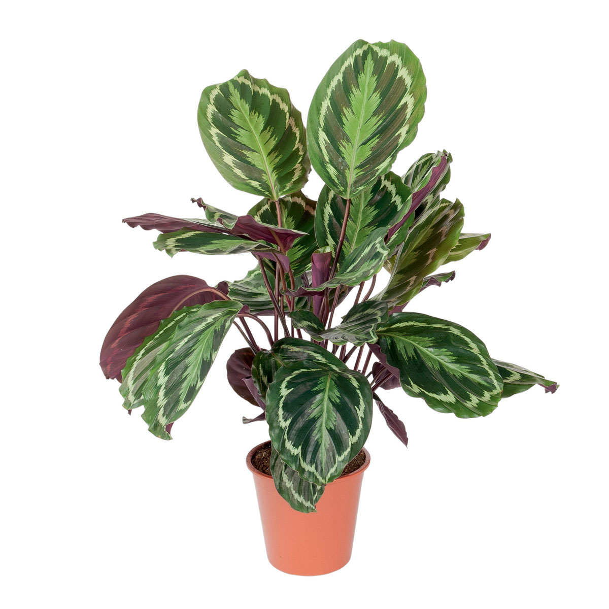 Calathea Luxe