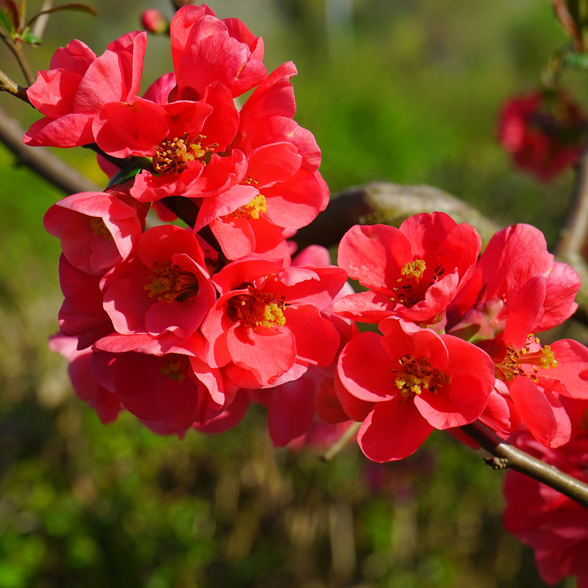 Chaenomeles in varietà