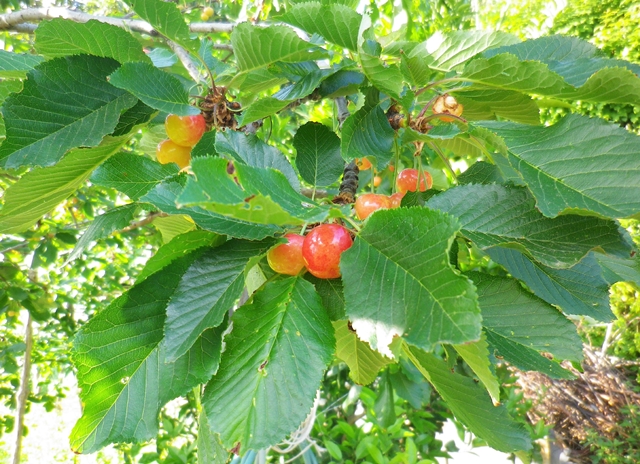 Le virtù dei fiori di ciliegio