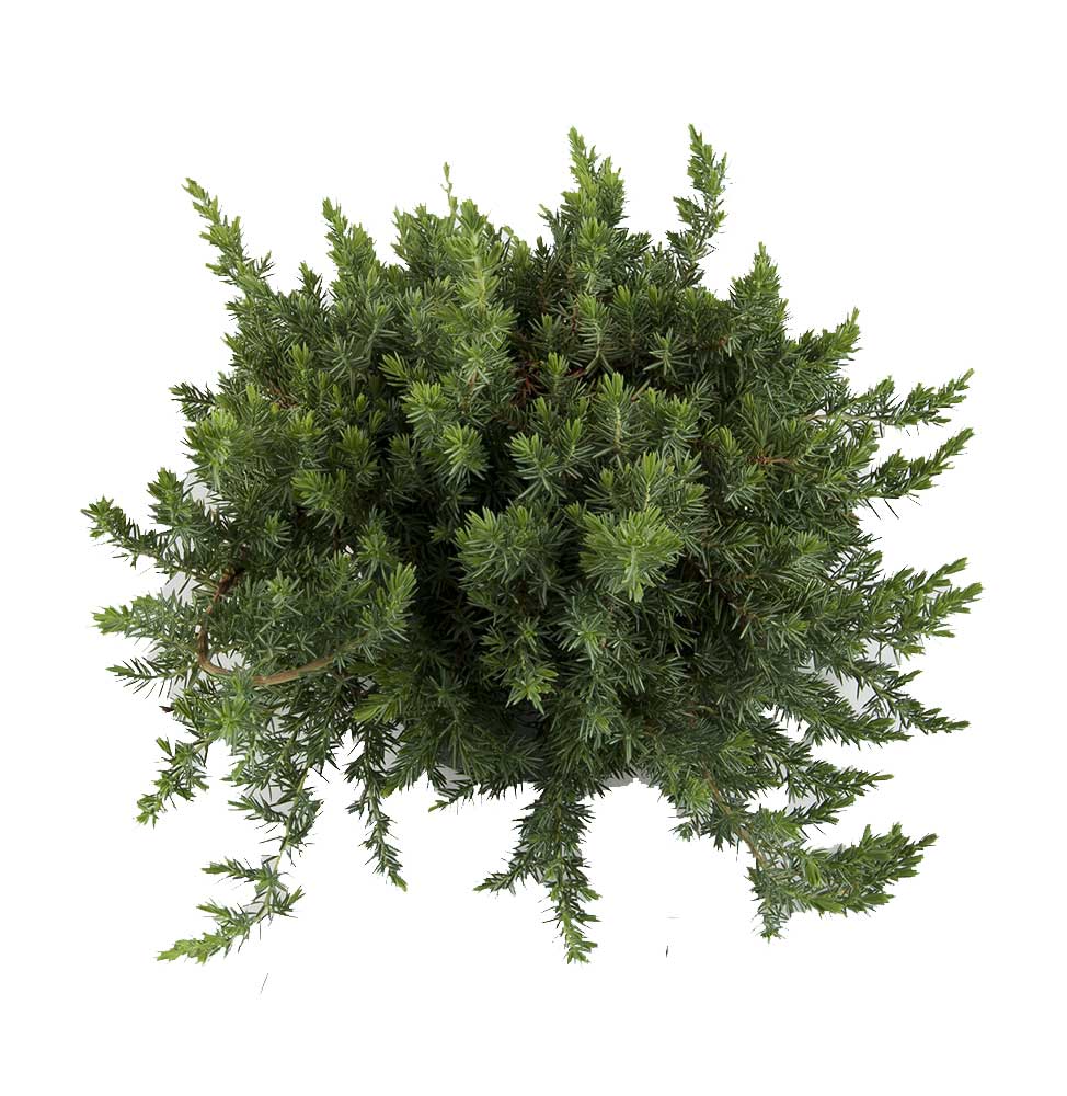 Juniperus in varietà