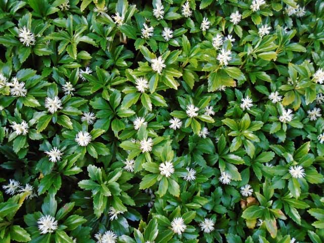 Pachysandra terminalis