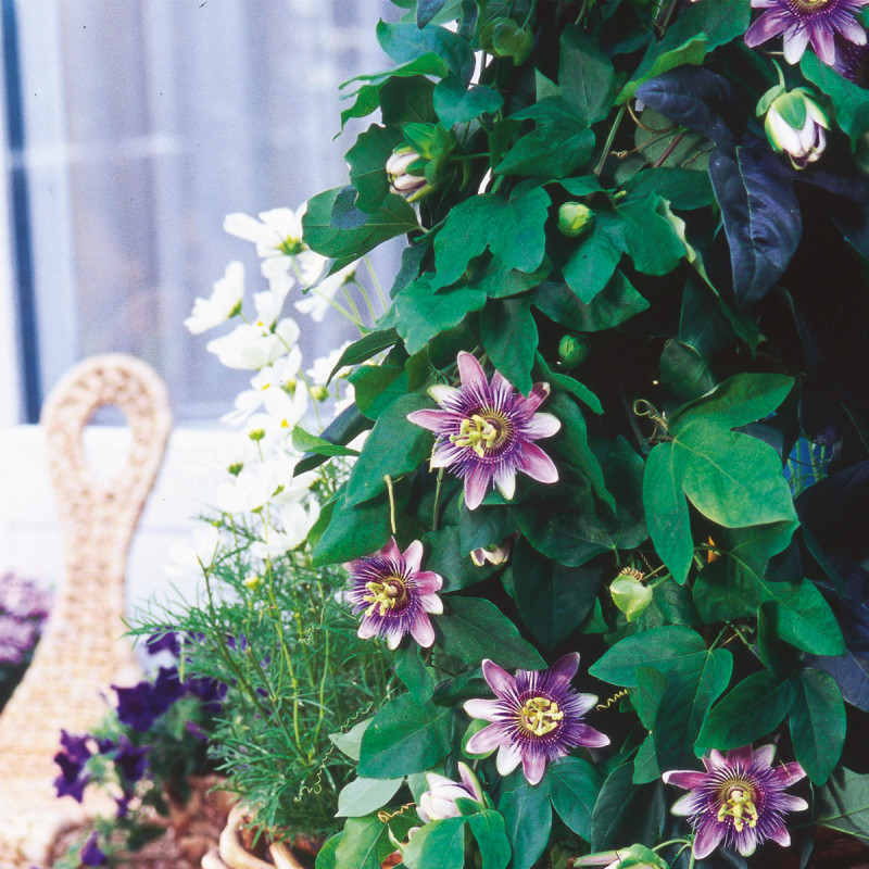 Passiflora in varietà