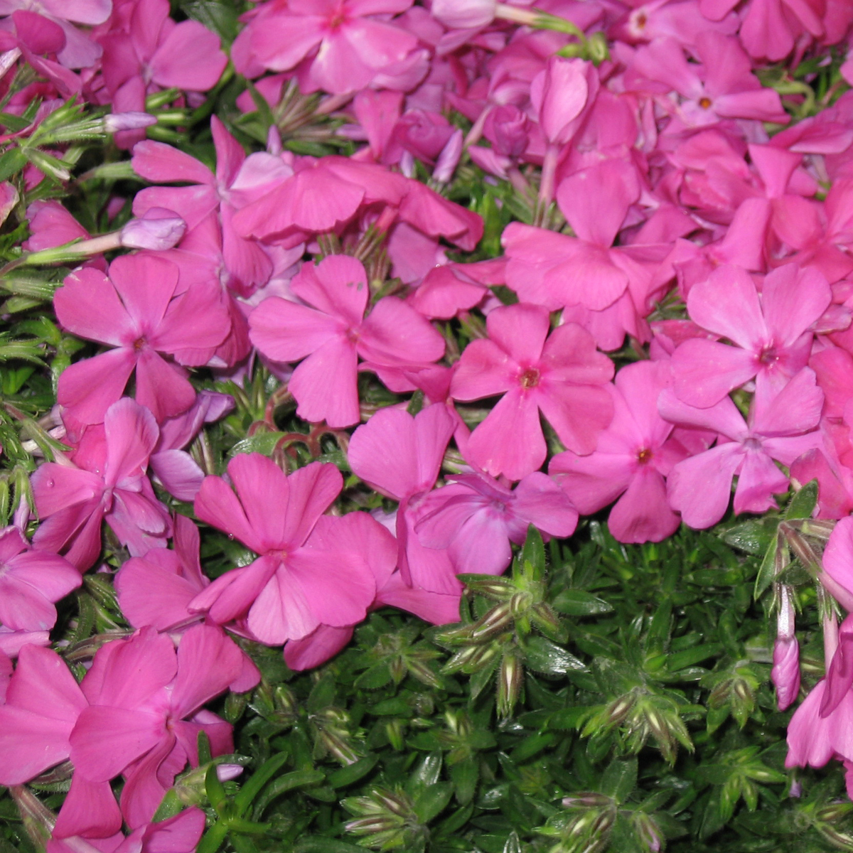 Phlox in varietà