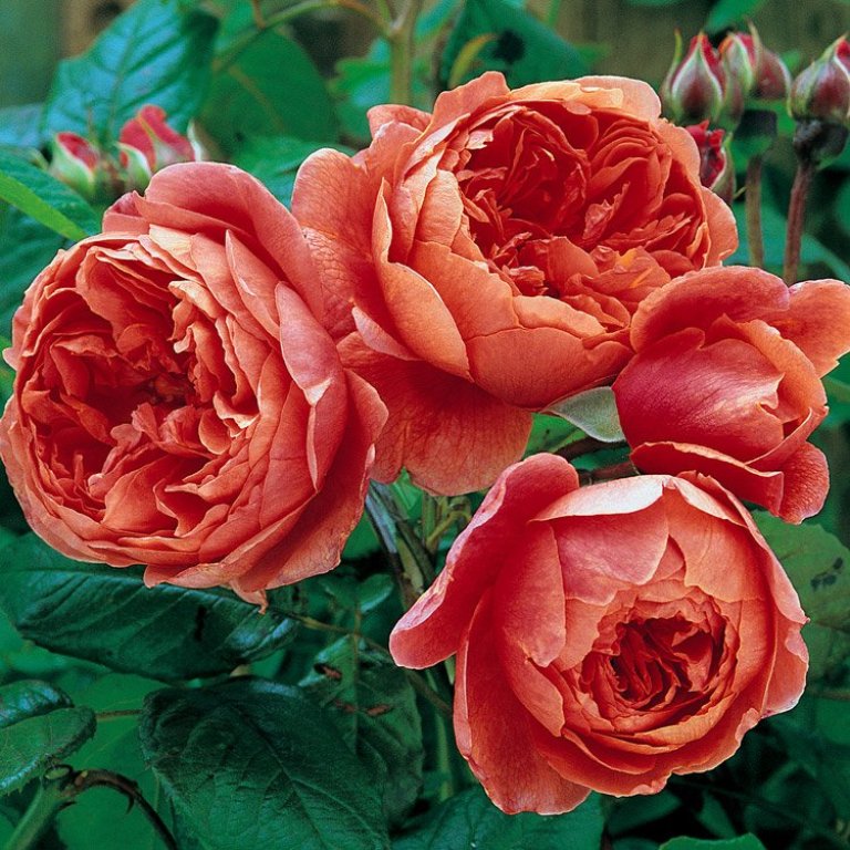 Rose tappezzanti in varietà