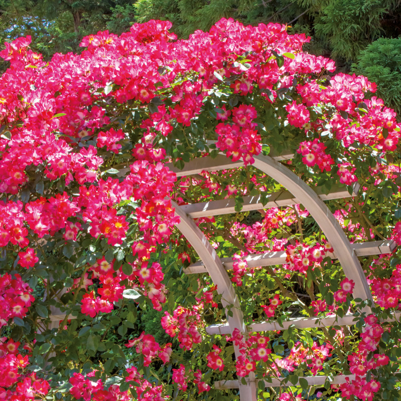 Rose Rampicanti in varietà
