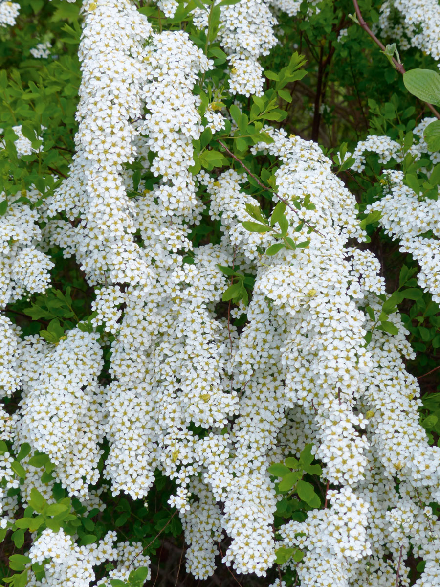 Spirea in varietà