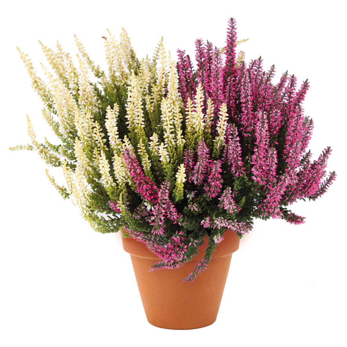 Calluna in vaso diametro 9,5cm