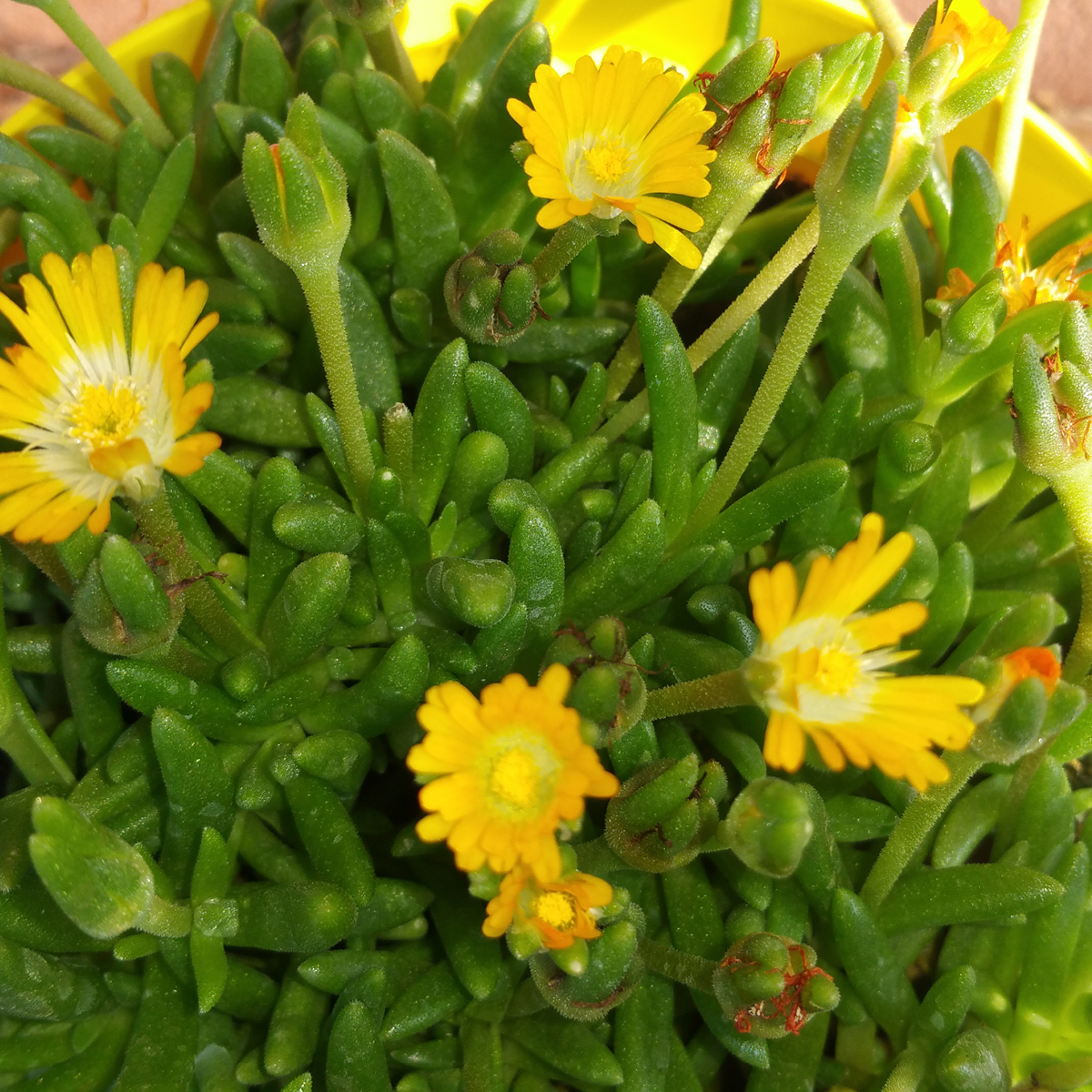 Delosperma in varietà