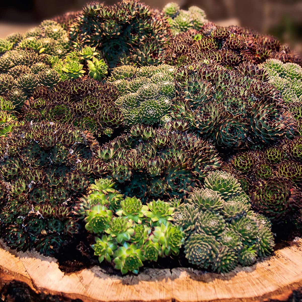 Sempervivum in varietà