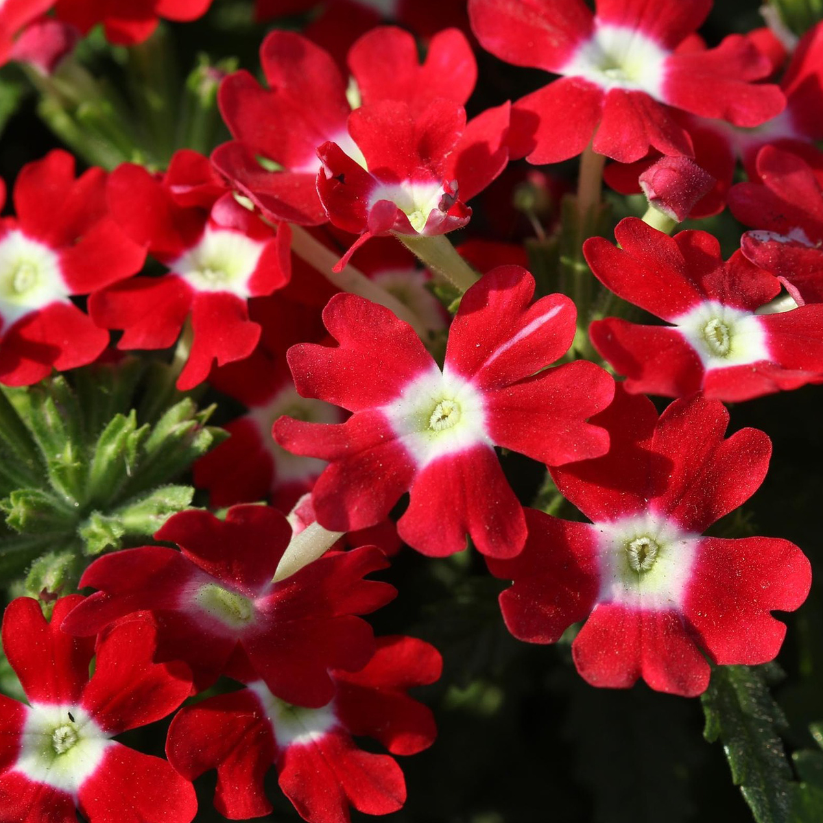 Verbena in varietà