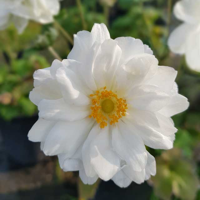 Anemone in varietà