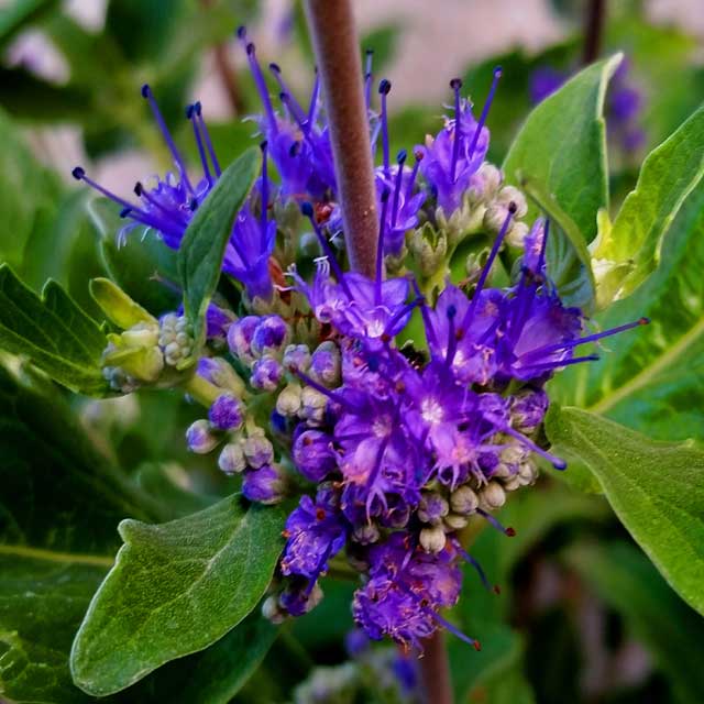 Caryopteris in varietà