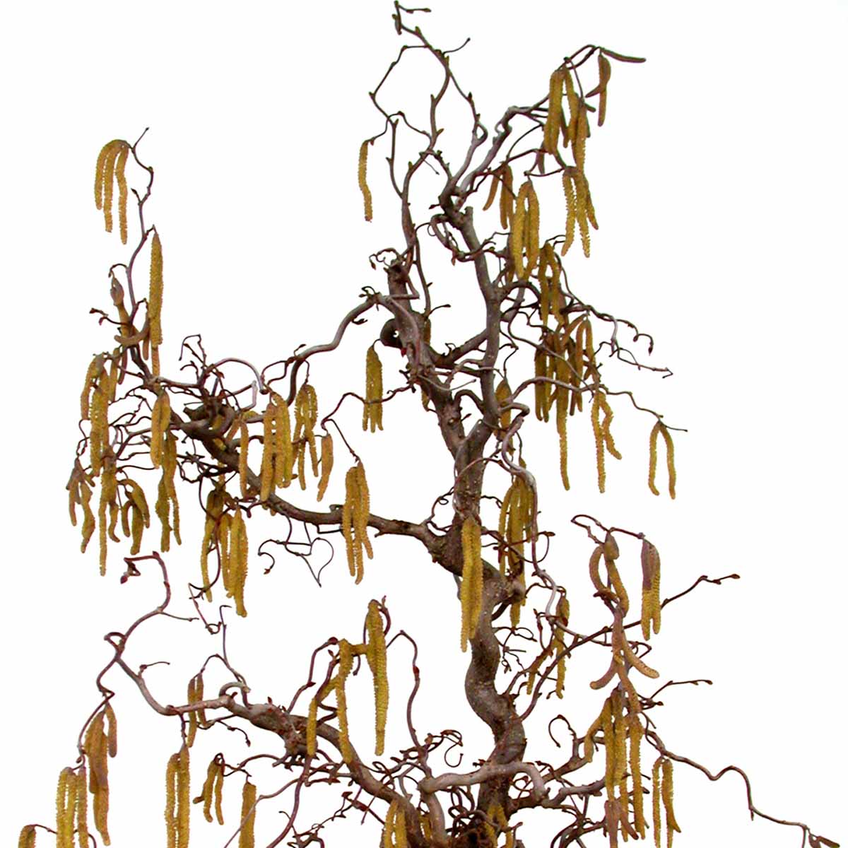 Corylus avellana o Nocciolo contorto