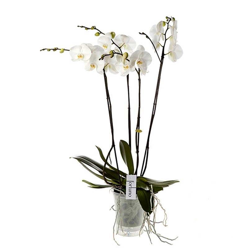 Orchidea Phalaenopsis Fortuno