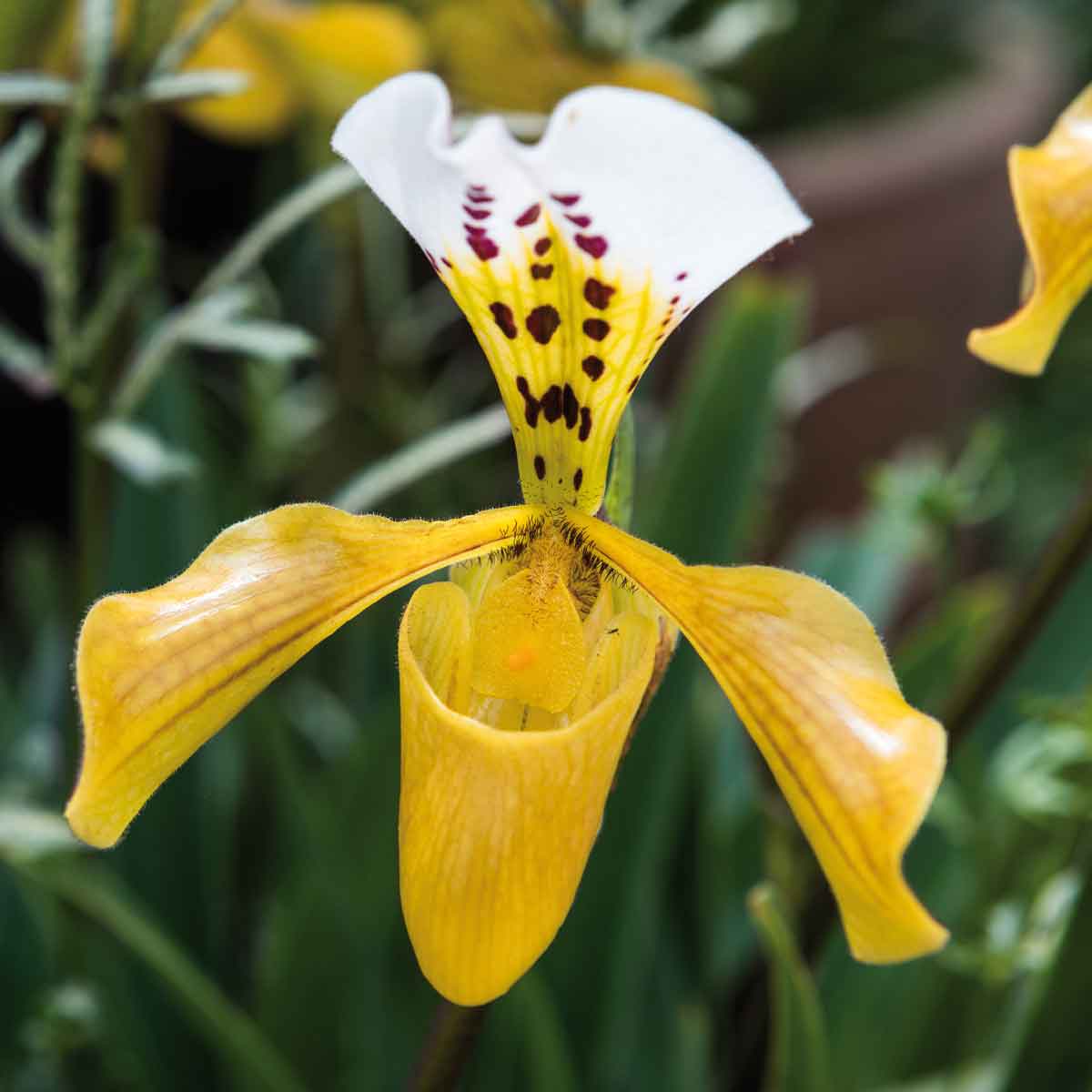 Orchidea Paphiopedilum in varietà