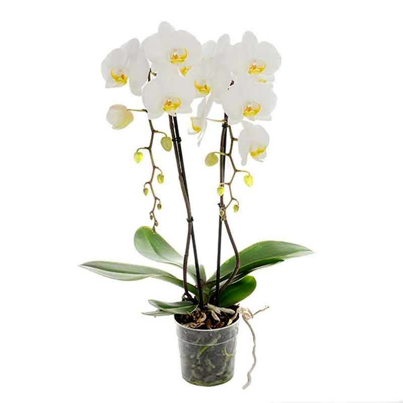 Orchidea Phalaenopsis Fontano Trevi