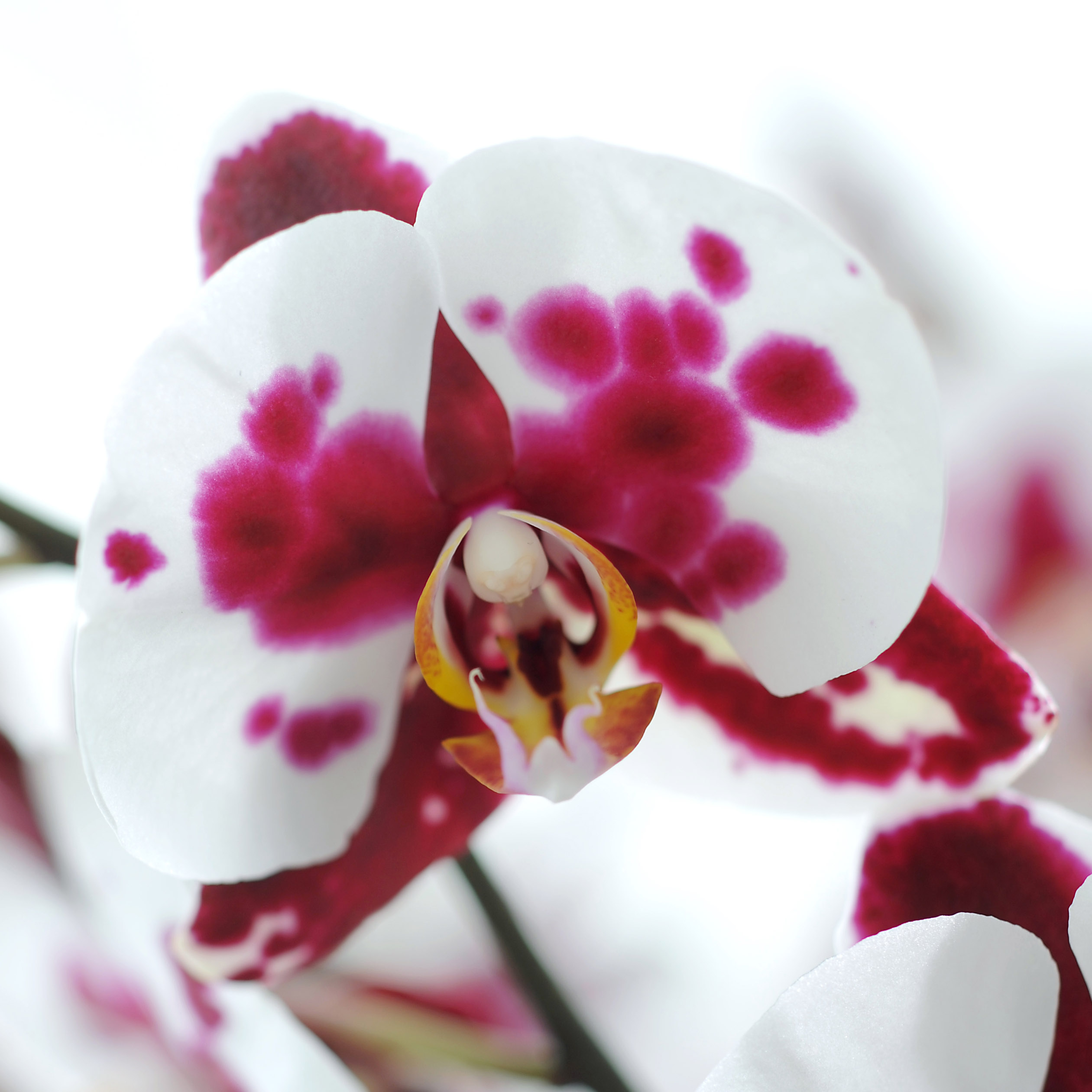 Orchidea Phalaenopsis a due rami