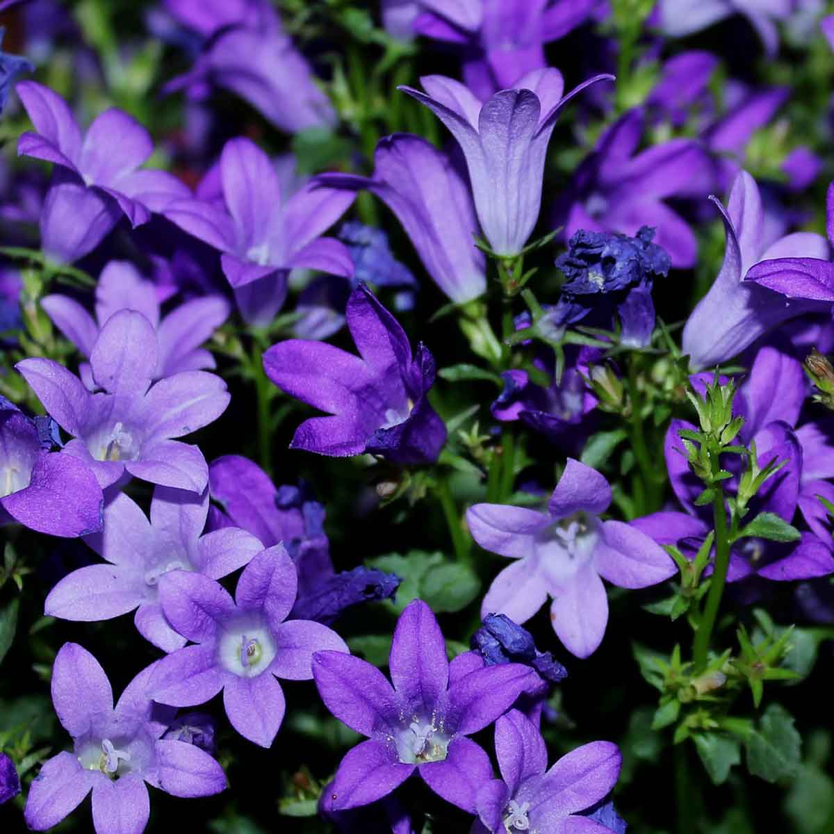 Campanula in varietà