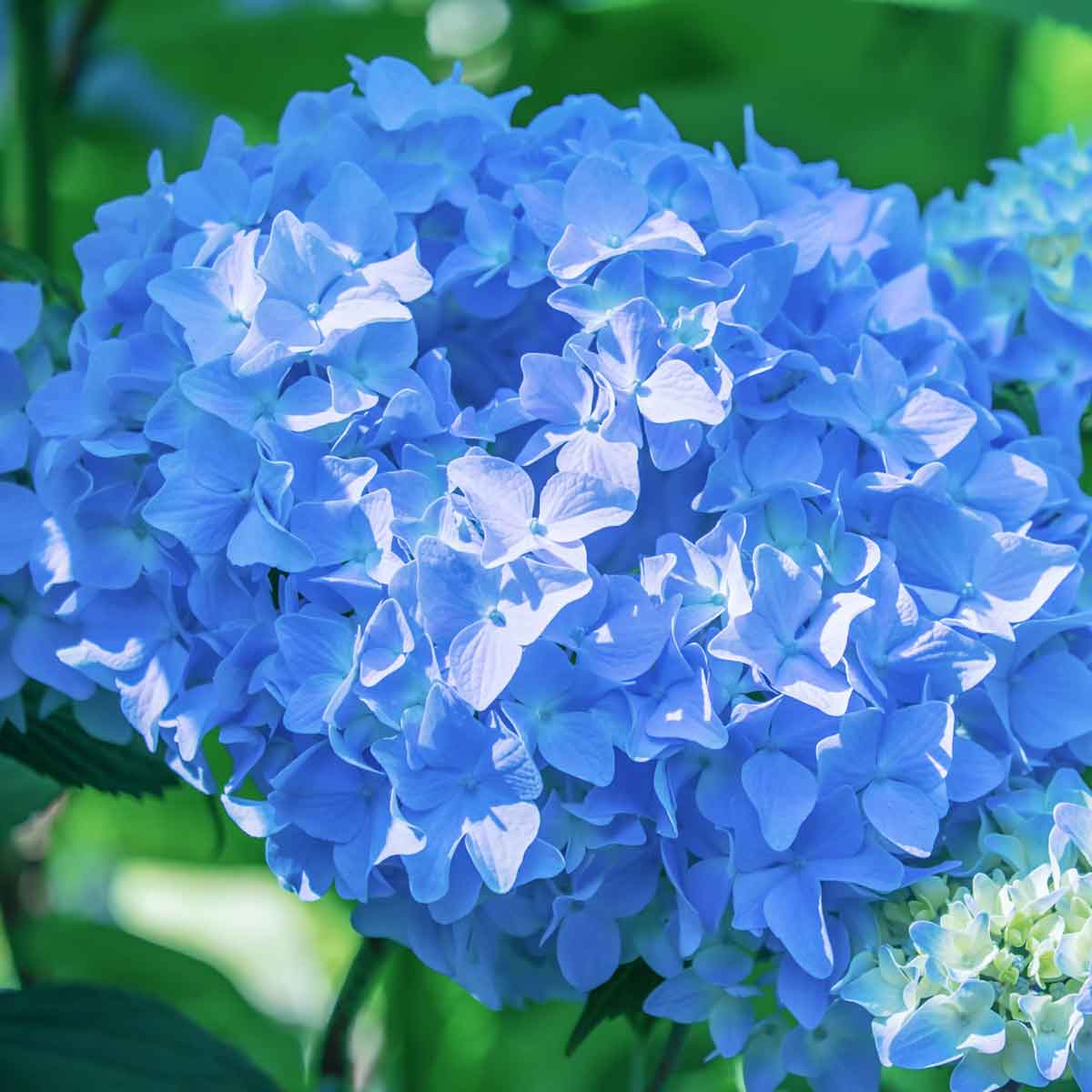 Ortensia o Hydrangea in varietà