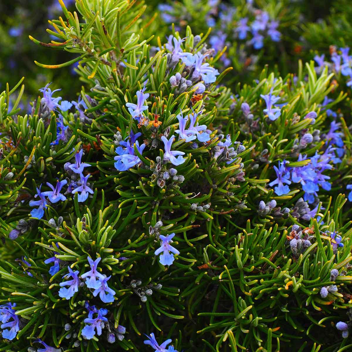 Rosmarino Officinalis