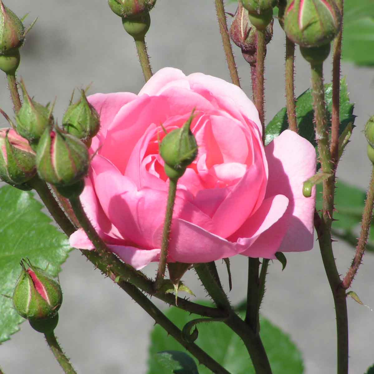 Rose ad Alberello in varietà