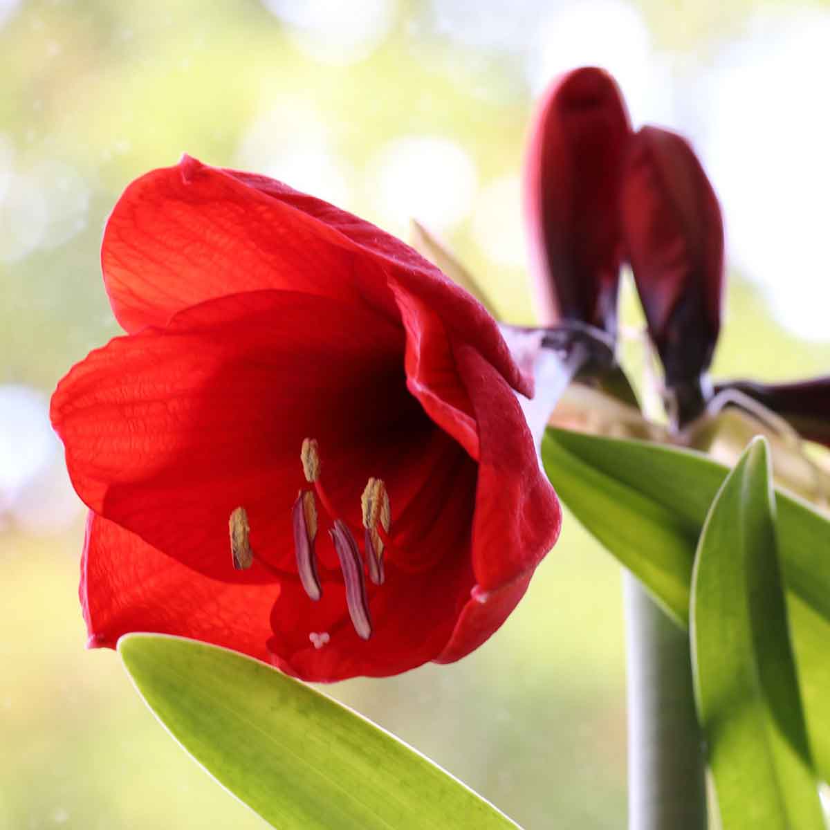 Amaryllis in varietà