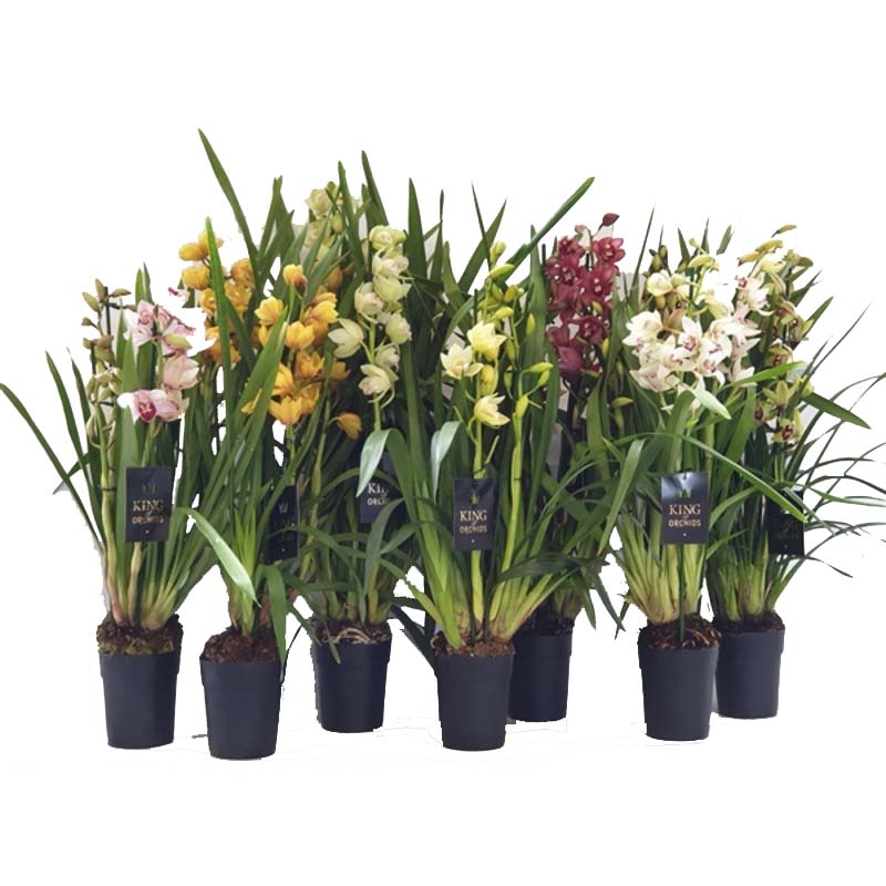 Orchidea Cymbidium a 4-5 rami