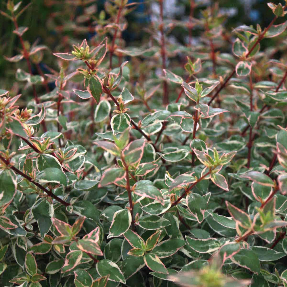 Abelia Sparkling Silver