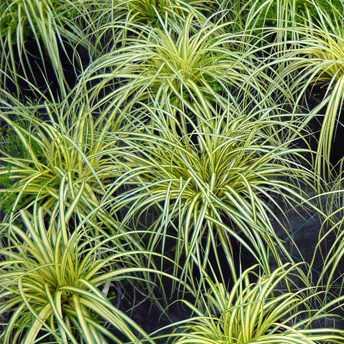 Carex in varietà