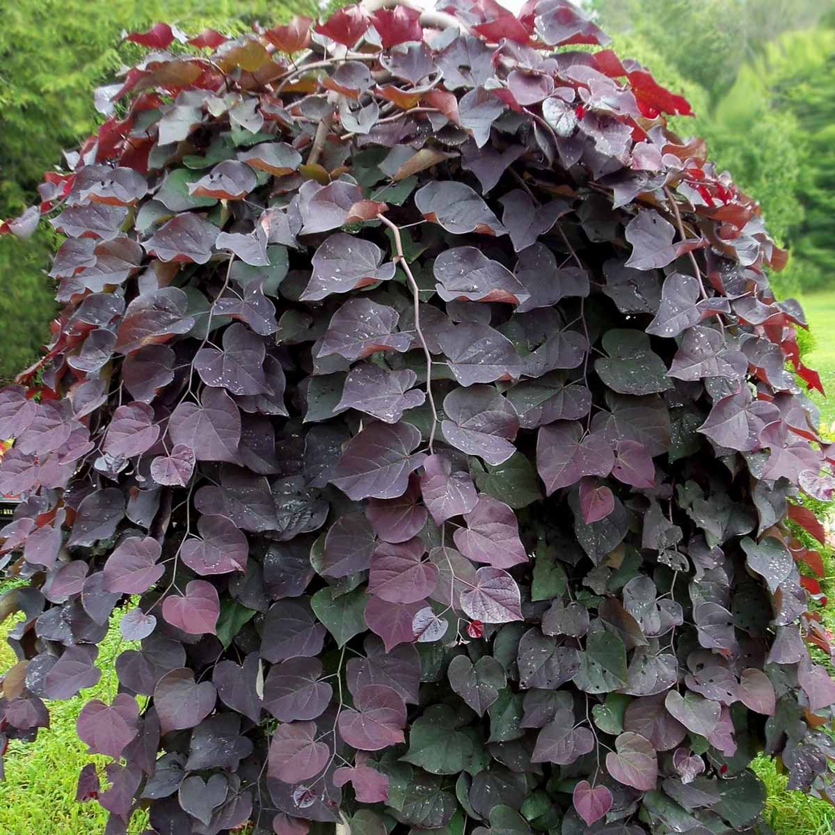 Cercis Canadiensis Red Force