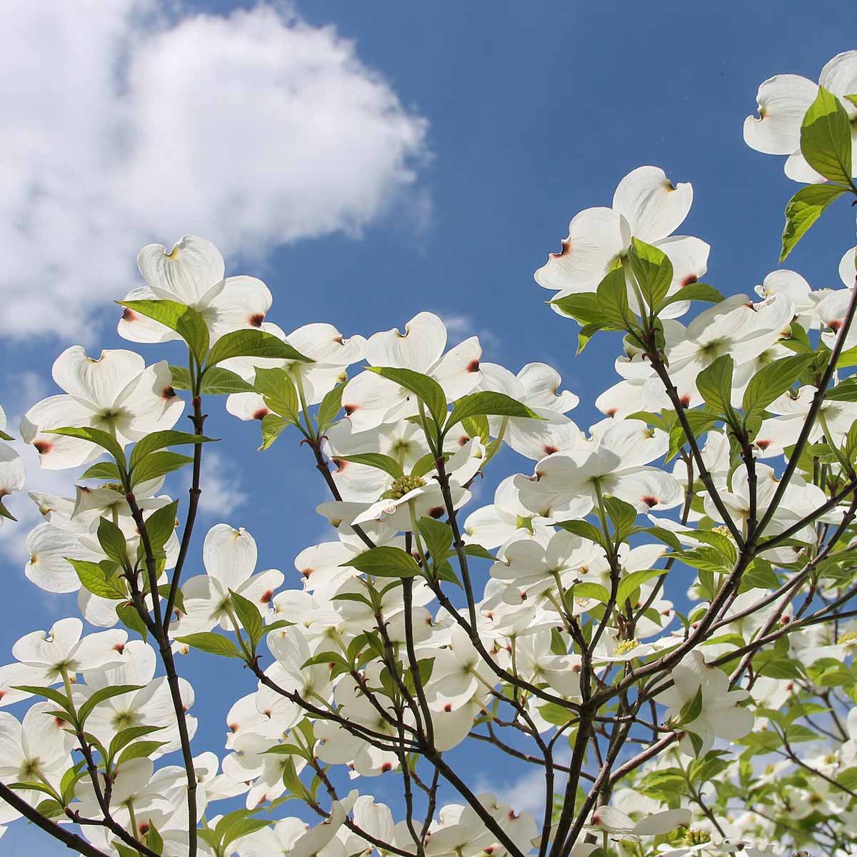 Cornus in varietà