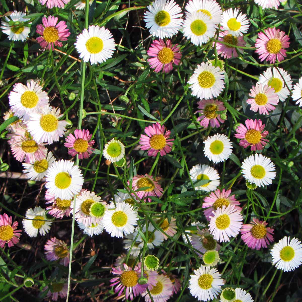 Erigeron in varietà