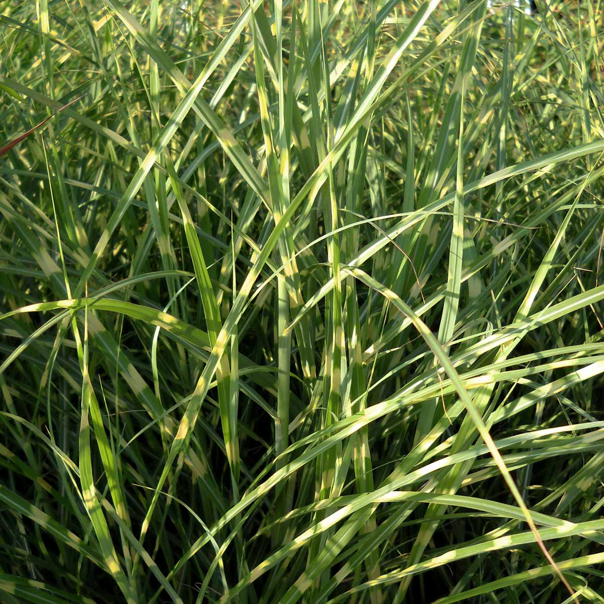 Miscanthus in varietà