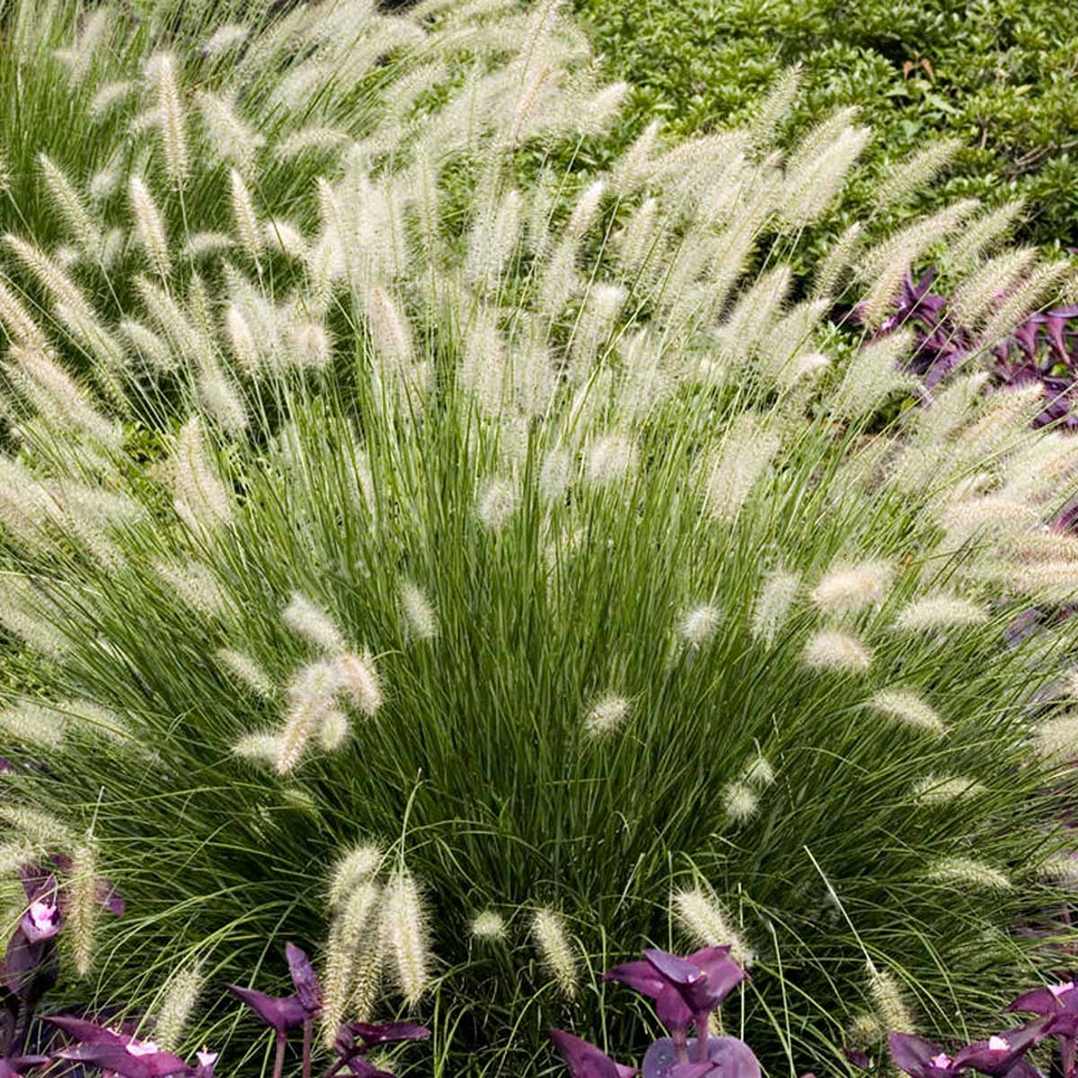 Pennisetum in varietà