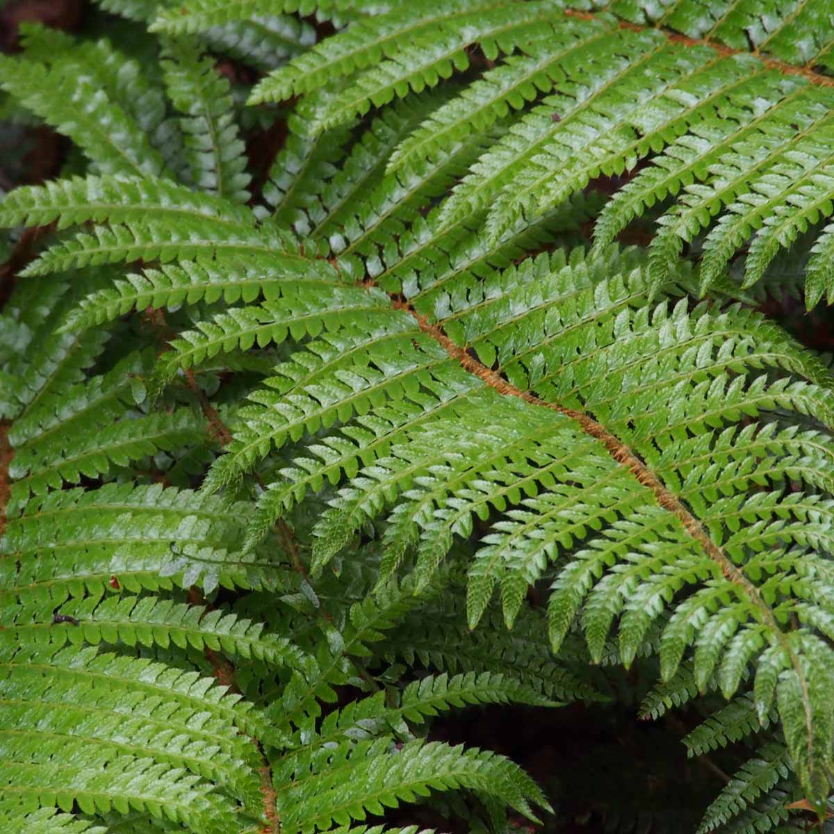 Polystichum in varietà