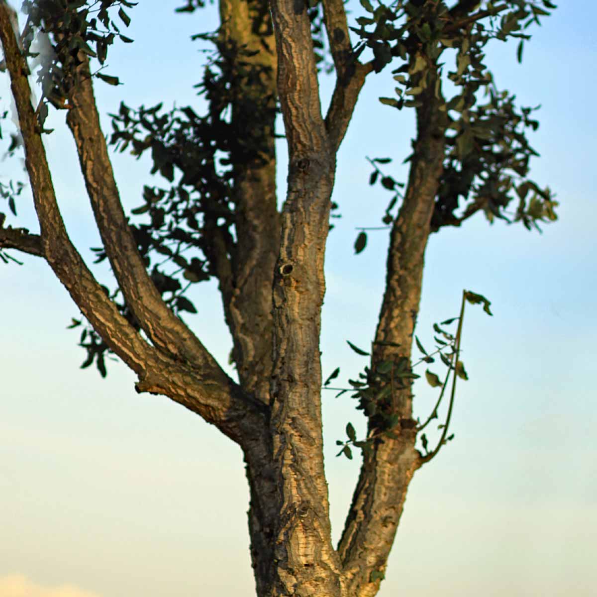 Quercus Suber (Quercia da Sughero)