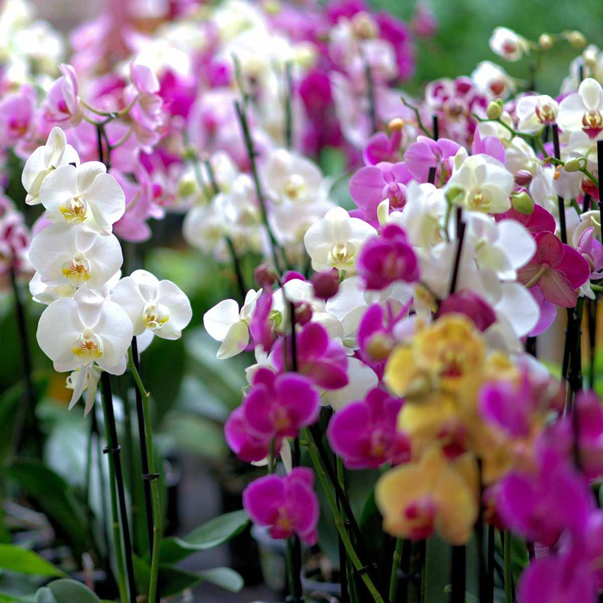 Orchidea Phalaenopsis in varietà in vaso 12cm